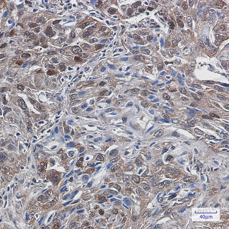 Валидация AntibodySystem RHH40001