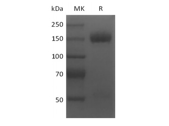 Валидация Elabscience PKSM041405(5281)