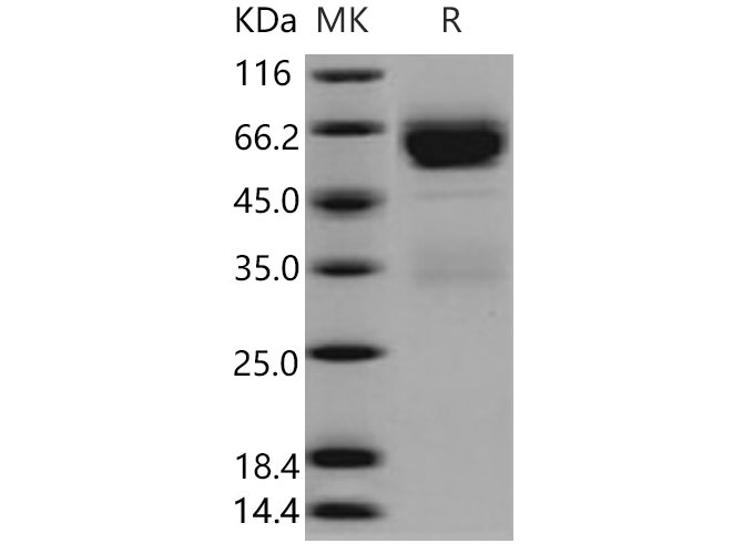 Валидация Elabscience PKSM040685(4665)