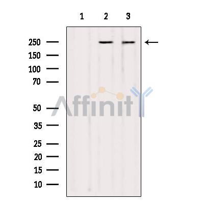 Валидация Affinity DF4249 - 15634