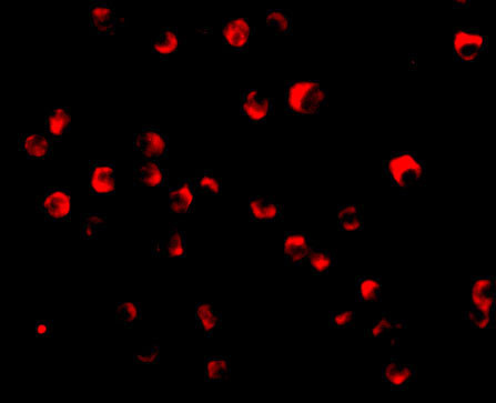 Валидация AssayVector ARM1254(663)