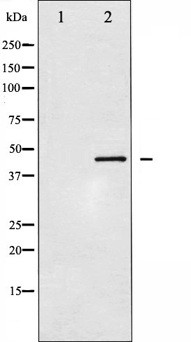 Валидация Affinity AF6458 - 3779
