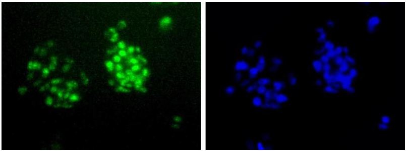 Валидация AssayVector ARM1155(430)