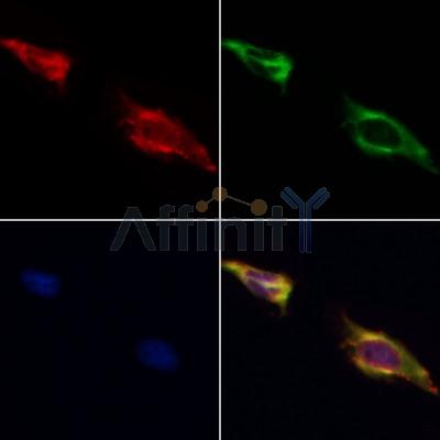 Валидация Affinity AF5475 - 3145