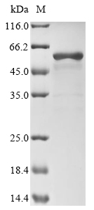 SDS-PAGE