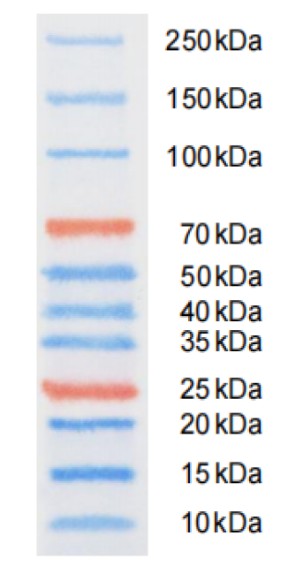 Фото Elabscience E-IR-R331