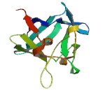 Fibroblast Growth Factor 12 (FGF12) Fibroblast Growth Factor 12 (FGF12)