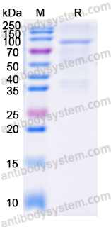 Валидация AntibodySystem YHG61401