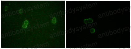 Валидация IF - AntibodySystem RHB65502