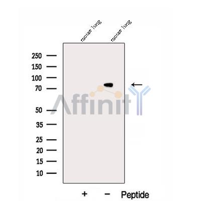 Валидация Affinity DF12945 - 7704