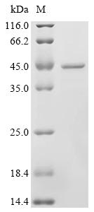 SDS-PAGE