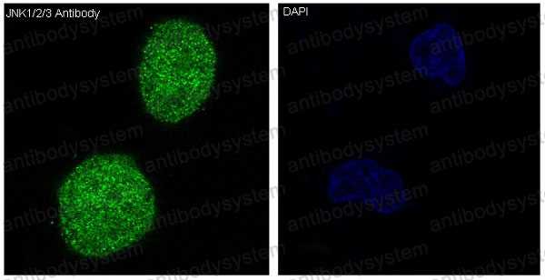 Валидация IF - AntibodySystem RHE45801