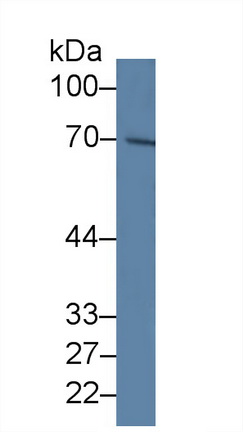 12705