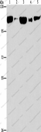 Вестерн-блоттинг, DNM2, клетки Raji, ткань печени плода человека, клетки NIH/3T3, ткань мозга мыши, клетки HeLa