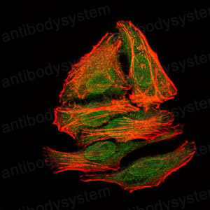 Валидация IF - AntibodySystem RMN92901