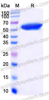 EHD36501, SDS-PAGE