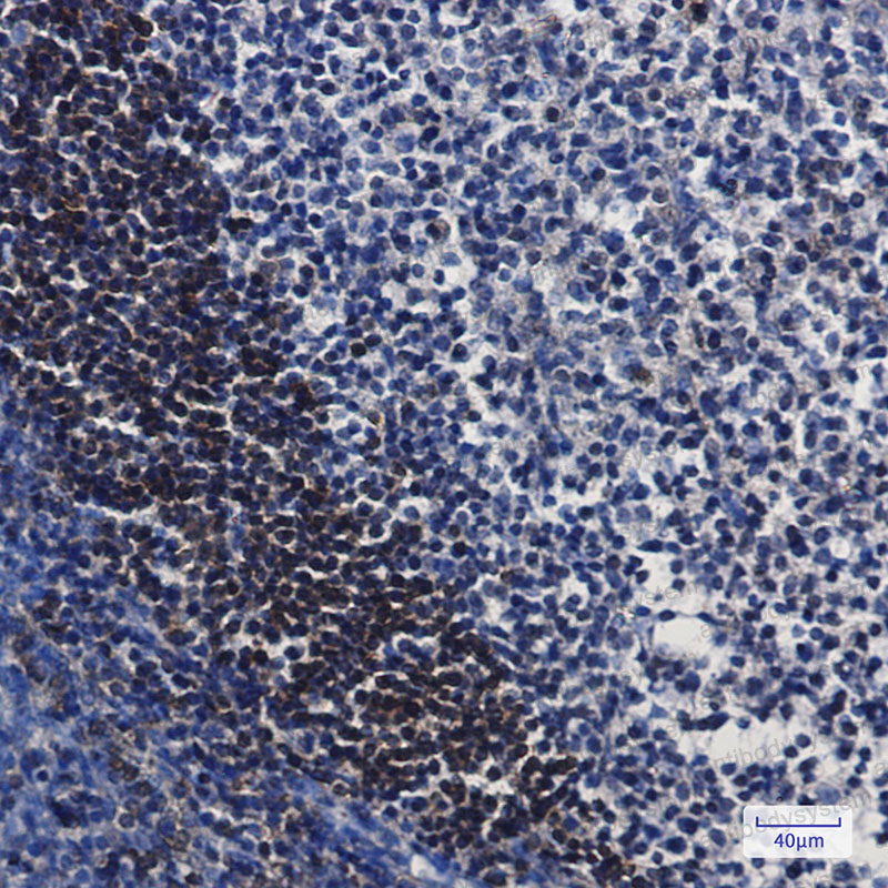 Валидация AntibodySystem RHC44701