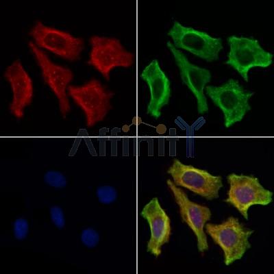 Валидация Affinity AF6245 - 3492