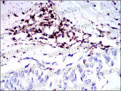 Валидация AntibodySystem RHC34005
