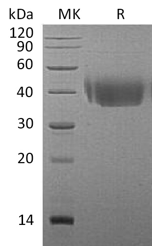 Валидация Elabscience PKSM041233(5136)