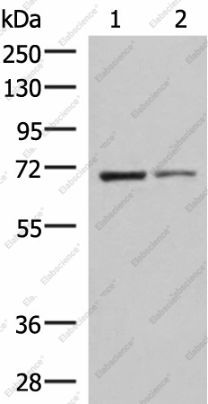Вестерн-блоттинг, EWSR1, клетки K562 и HepG2