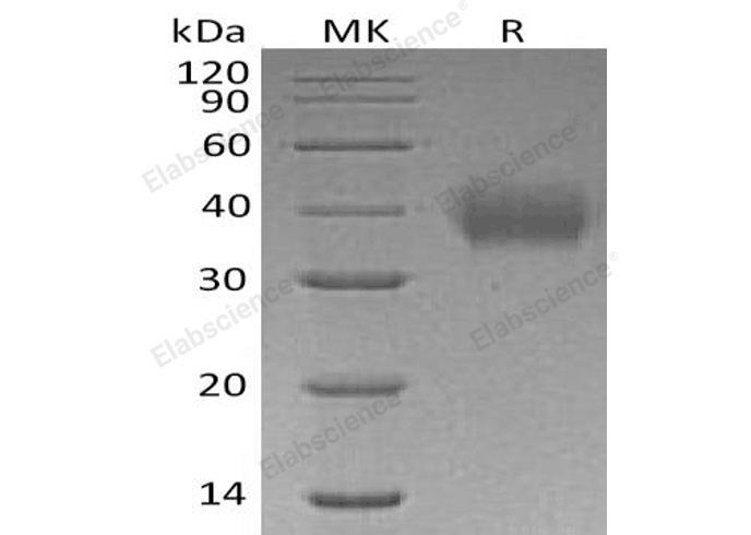 Валидация Elabscience PKSH032582(3032)