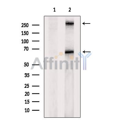 Валидация Affinity AF4081 - 2140