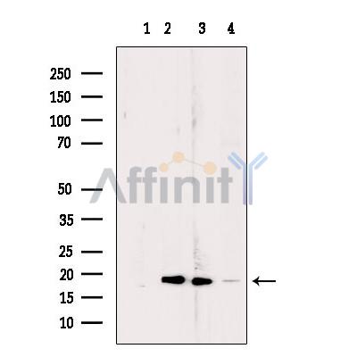 Валидация Affinity DF9128 - 21448