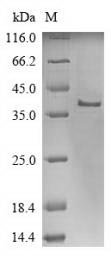 SDS-PAGE