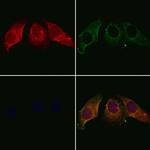 Валидация AssayVector ARM2165(3522)