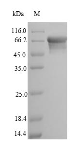 SDS-PAGE