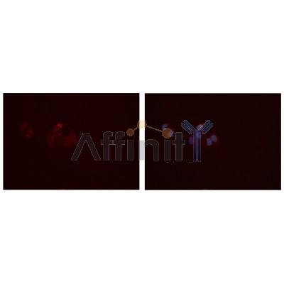 Валидация Affinity DF7152 - 18805