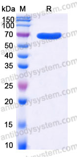 EHA12001, SDS-PAGE