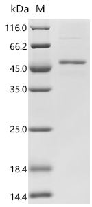 SDS-PAGE