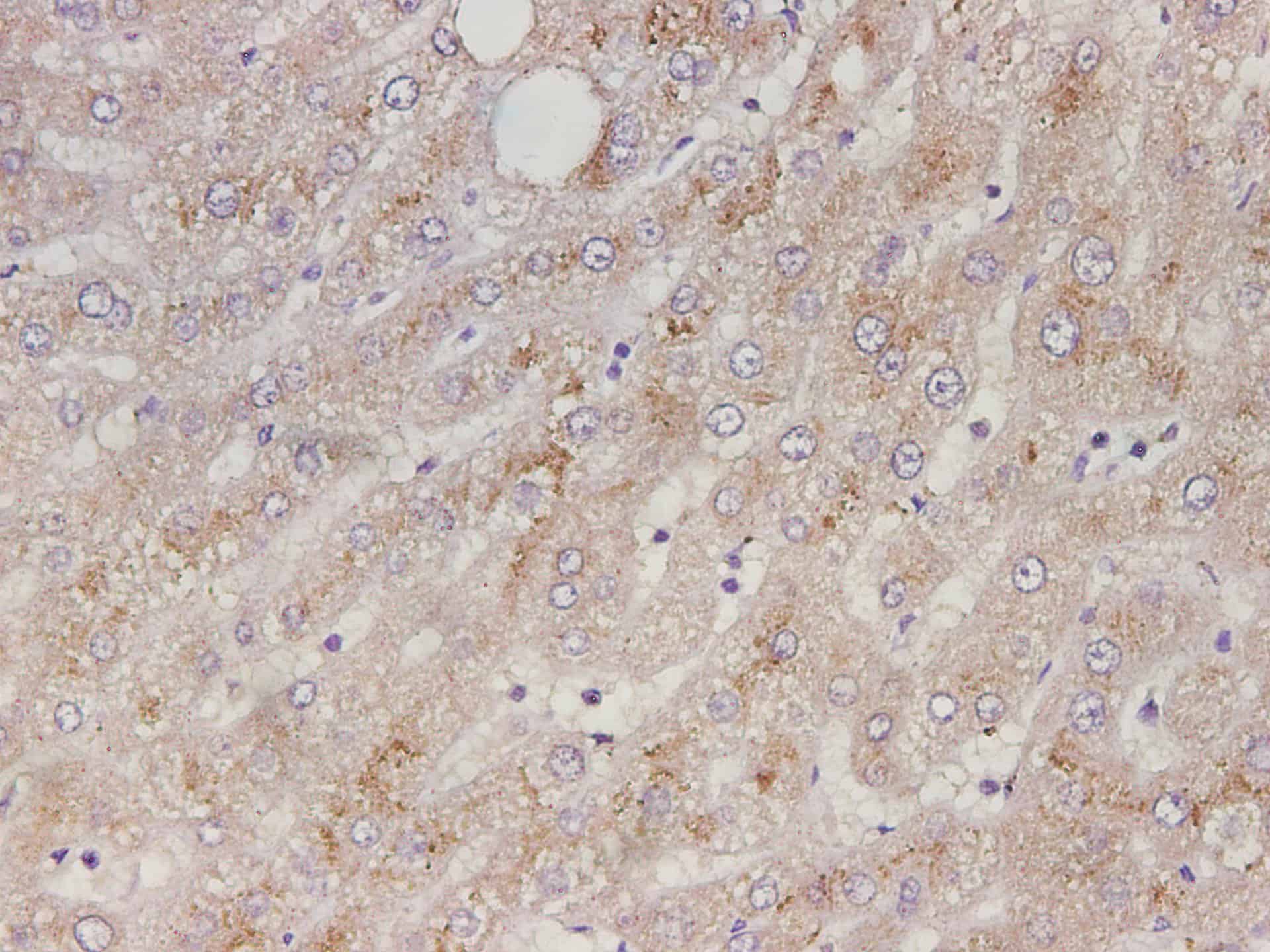 Валидация Elabscience E-AB-40634