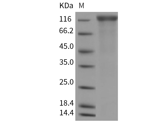 Валидация Elabscience PKSR030128(5498)