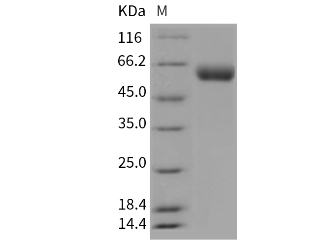 Валидация Elabscience PKSM040423(4421)