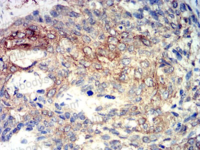 Валидация AntibodySystem RHF04004 (2436)