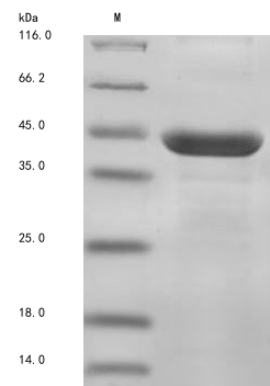 SDS-PAGE