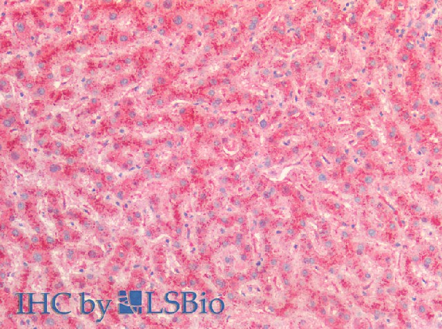 Валидация Elabscience E-AB-13973