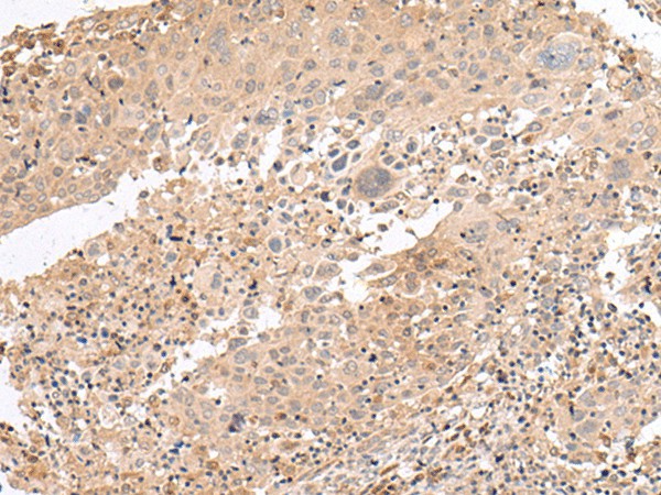 Валидация Elabscience E-AB-17933