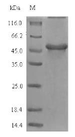 SDS-PAGE