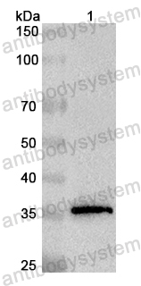 Валидация AntibodySystem PHB29601