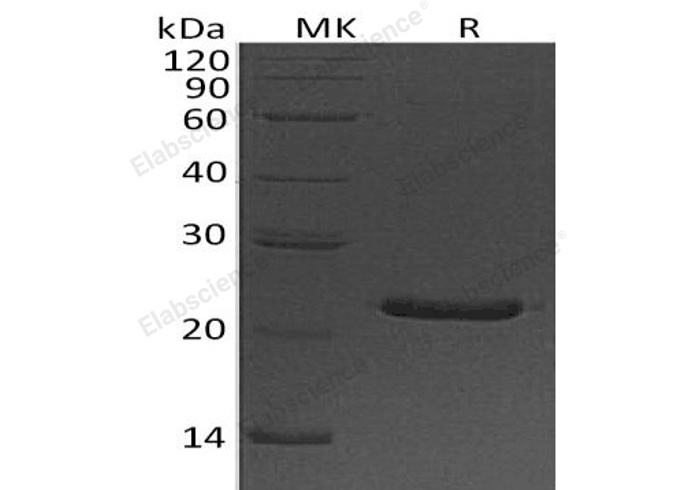 Валидация Elabscience PKSH032900(3303)