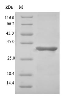 SDS-PAGE