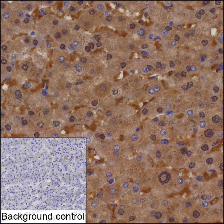 Валидация AntibodySystem RHA72102