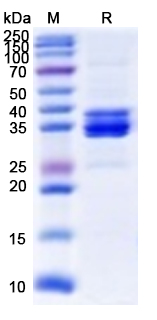 Валидация AntibodySystem YHE80001