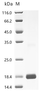 SDS-PAGE