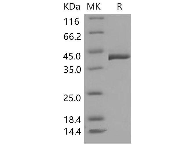 Валидация Elabscience PKSM040543(4533)