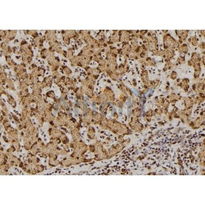 Валидация Affinity AF5331 - 2906